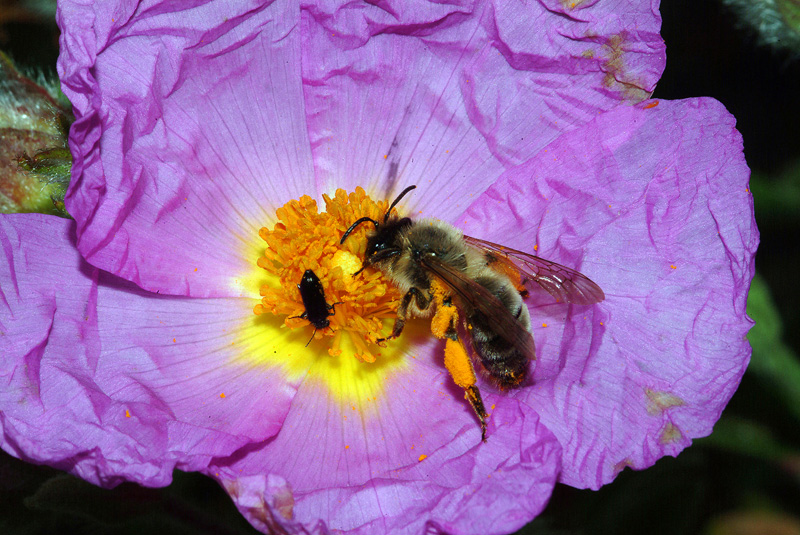 femmina di Andrena cfr. nigroaenea